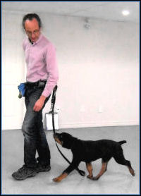 Un Homme and des Chiens Dog Training Gatineau